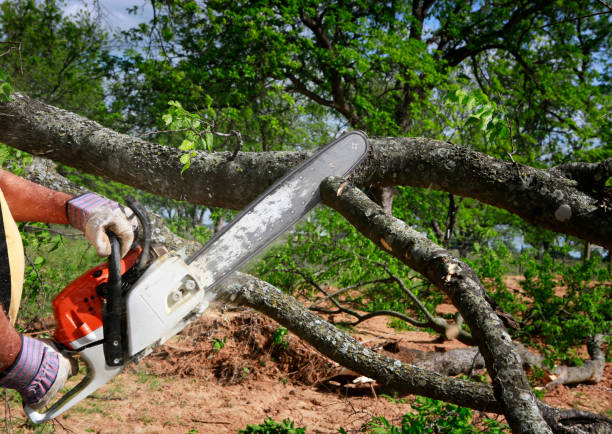  Lake Leann, MI Tree Service Pros